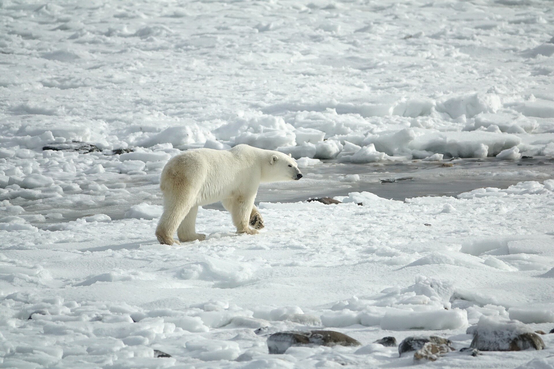 分析古时候和现代北极熊样本如何揭示全球变暖的全貌