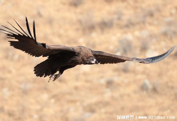 秃鹫是不折不扣的大型猛禽 却喜欢吃动物尸体分布范围广