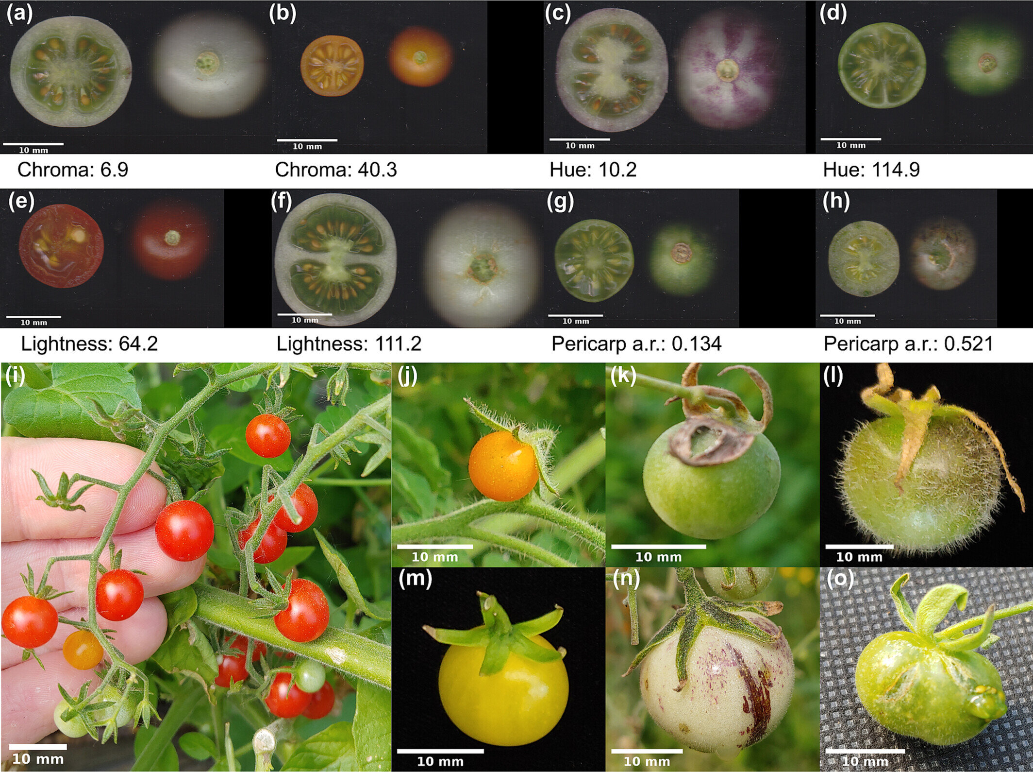 科学家说西红柿的进化之谜