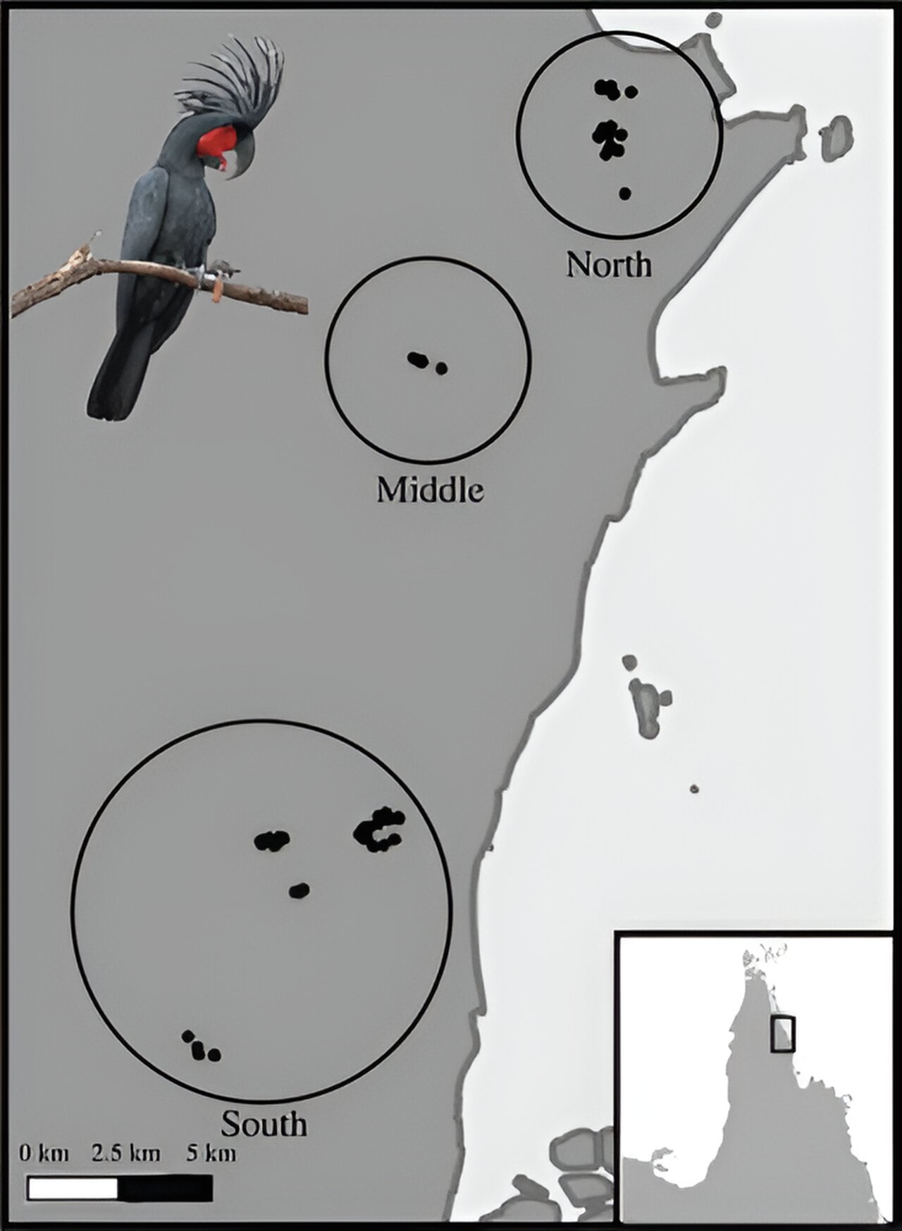 棕榈凤头鹦鹉削树枝做鼓槌用于敲击树枝