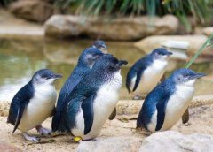 探索世界真相之世界上最小的企鹅 小蓝企鹅，身高只有四十多厘米