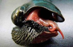 探索世界真相之世界上什么动物壳最硬 鳞角腹足蜗牛，壳连军刀都划不破
