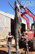 探索世界真相之世界上最恐怖的现实怪兽，巨型鳄鱼简介