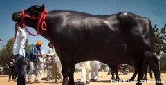 苏丹牛多少钱一头，人民币1800万元，探索世界真相之世界上最贵的印度奶牛