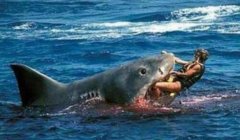 鲨鱼吃人真实事件大全：900个人最后仅仅只有317人活着