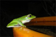 翡翠树蛙 属于树蛙科物种 喜欢在亚热带生存