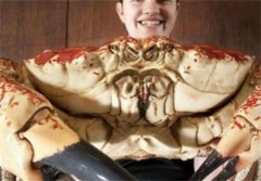 探索世界真相之世界上最重的蟹 外壳就像洗脸盆帝王蟹