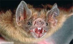 吸血蝙蝠有什么危害？