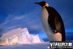 探索世界真相之世界上最大的海鸟：南极帝企鹅