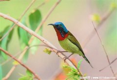世界上体积最小的鸟，叉尾太阳鸟 是在中国武夷山自然保护区
